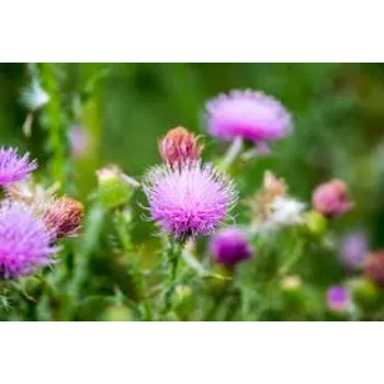  Milk Thistle